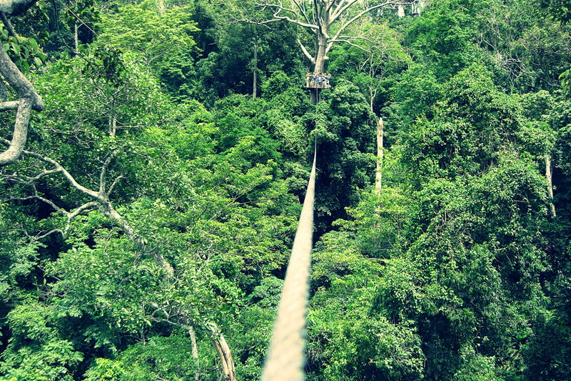 Thailand, Pattaya, Flight of the Gibbon